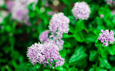A close-up view of vibrant purple flowers blooming amidst lush green leaves, creating a beautiful...