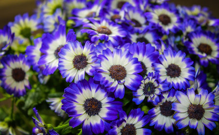 A close-up view of vibrant purple and white flowers, showcasing their intricate petals and rich colors. The flowers are densely packed, creating a lush and colorful display.の写真素材