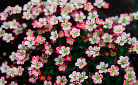 A vibrant cluster of small pink and white flowers with green centers, creating a lush and colorful floral display. The flowers are densely packed, showcasing their delicate petals and rich colors.の写真素材