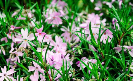 A vibrant display of pink flowers surrounded by lush green grass. The flowers are small and delicate, creating a beautiful contrast with the greenery.の写真素材