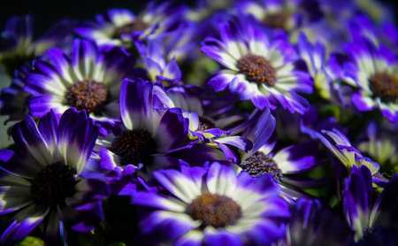 A close-up view of vibrant purple and white flowers, showcasing their intricate petals and rich...