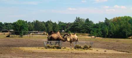 Two camels feeding from a trough in a grassy area with trees in the background under a clear blue sky.の写真素材