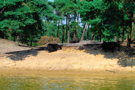 A serene landscape featuring a sandy bank by a calm lake, surrounded by lush green trees. Two dark animals are seen near the water's edge, adding to the natural beauty of the scene.の写真素材
