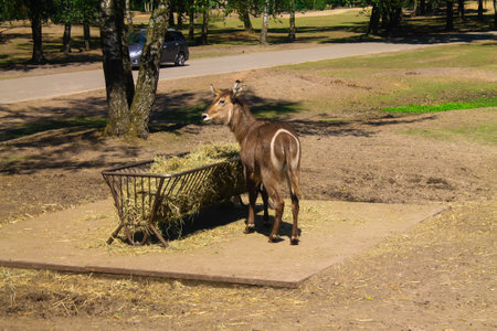 A brown antelope standing next to a hay feeder in a grassy area with trees in the background. A road is visible in the distance, suggesting a rural setting.の写真素材
