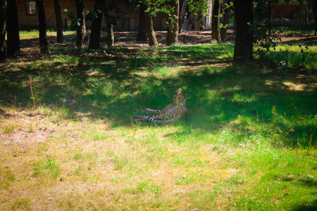 A leopard resting on the grass in a forested area, surrounded by trees and dappled sunlight. The...