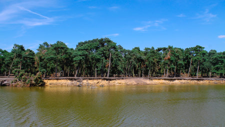A serene landscape featuring a calm lake bordered by a dense forest of green trees under a clear blue sky. The water reflects the greenery, creating a peaceful natural scene.の写真素材