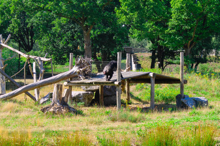 A black bear walking on a wooden platform in a natural setting with green trees and grass.の写真素材
