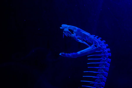 A striking blue-lit skeleton of a fish, resembling a serpent, displayed against a dark background....