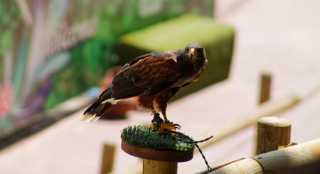 A hawk perched on a wooden stand with a grassy surface, showing its feathers and sharp beak. The...