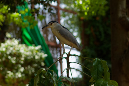 A bird perched on a branch surrounded by lush greenery. The bird has a grayish body with a black cap...