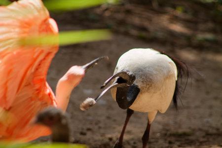 A close-up of a white bird with a black head and beak, standing on a dirt surface. In the background, a pink bird with large wings is partially visible, creating a vibrant contrast. The scene is lush with greenery.の写真素材