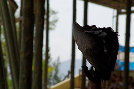 A close-up of a bird's back, perched on a person's hand, with blurred background elements suggesting an outdoor setting. The bird has dark feathers and a strong build.の写真素材