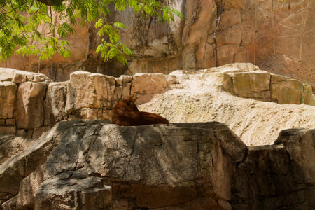 A brown animal resting on a rocky surface in a natural habitat setting, surrounded by stone walls and greenery.の写真素材
