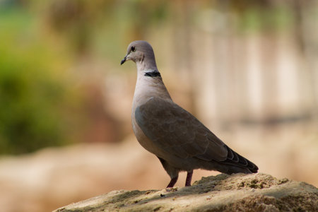A close-up of a dove standing on a rock, showcasing its gray feathers and elegant posture. The background is blurred, emphasizing the bird's details.の写真素材