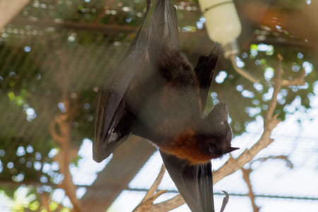 A bat hanging upside down with its wings spread out. The bat has a dark fur coat and is positioned among branches, with blurred foliage in the background.の写真素材