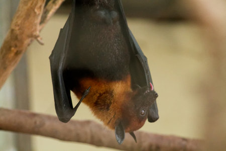 A close-up of a bat hanging upside down from a branch. The bat has a dark fur coat with a lighter...