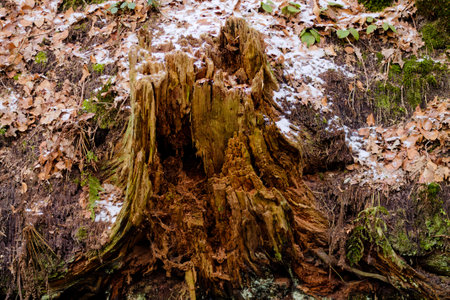 A close-up view of a weathered tree stump surrounded by fallen leaves and patches of snow,...