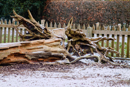 A large, uprooted tree stump with exposed roots, surrounded by a muddy area and a wooden fence in...