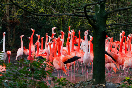 A flock of vibrant orange flamingos gathered near a pond, surrounded by lush greenery and trees. Some flamingos are standing on one leg, while others are wading in the water.の写真素材
