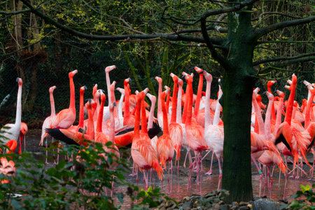 A large group of flamingos standing in shallow water, showcasing their vibrant pink and orange feathers. The background features a tree and lush greenery, creating a natural habitat setting.の写真素材