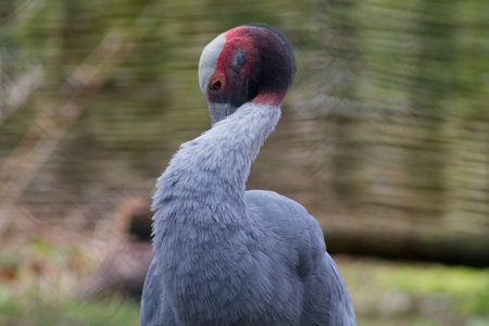 A close-up of a bird with a long neck and gray plumage, showcasing its unique head with a red and black pattern. The background is blurred, emphasizing the bird's features.の写真素材