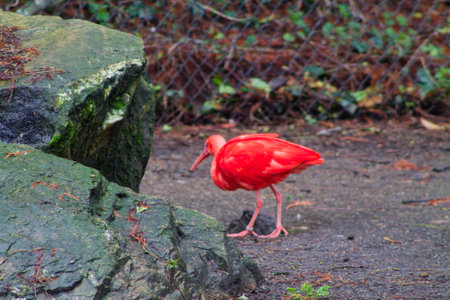 A vibrant orange bird walking near large rocks in a natural setting. The background features greenery and a fence, suggesting a wildlife habitat.の写真素材