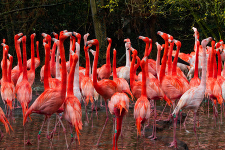 A vibrant flock of flamingos standing in shallow water, showcasing their striking pink and orange plumage. The scene captures the beauty of these birds in a natural habitat, surrounded by greenery.の写真素材