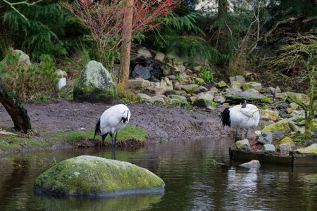 Two cranes standing near a pond in a natural setting, surrounded by rocks and greenery. One crane is preening while the other is standing still, reflecting in the water.の写真素材