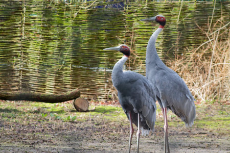 Two elegant cranes standing side by side in a natural setting, showcasing their long legs and distinctive necks. The background features a woven fence and natural greenery.の写真素材