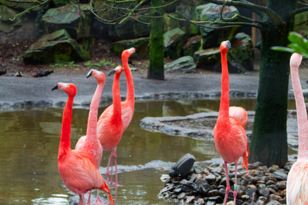 A group of flamingos standing near a pond in a zoo setting. The birds are displaying their vibrant pink feathers, with some standing tall and others in a relaxed posture. The background features rocks and trees, creating a natural habitat appearance.の写真素材