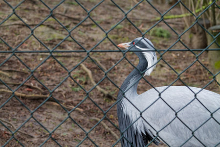 A close-up of a gray bird with a distinctive long neck and elegant plumage, partially obscured by a wire fence. The background features a natural setting with earthy tones.の写真素材