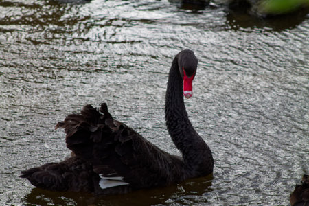 A graceful black swan gliding on the water, showcasing its elegant neck and dark feathers. The surface of the water reflects the swan's silhouette, creating a serene atmosphere.の写真素材