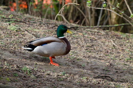 Making new feathered friends at the park - say hello to Mr. Mallard duck!の写真素材
