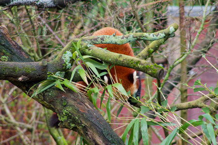 A red panda resting on a tree branch surrounded by green leaves. The panda's reddish-brown fur contrasts with the dark bark of the tree and the greenery around it.の写真素材
