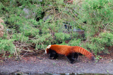 A red panda walking near a bush, showcasing its distinctive reddish-brown fur and bushy tail. The background features greenery and a natural habitat setting.の写真素材