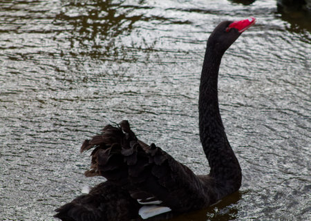 A black swan gracefully swimming in a calm water body. Its long neck is arched elegantly, showcasing its striking red bill. The water reflects the swan's dark feathers, creating a serene scene.の写真素材