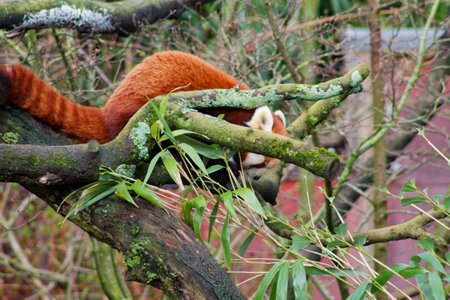 A red panda resting on a tree branch, surrounded by green leaves. The panda's reddish-brown fur contrasts with the green foliage, creating a serene natural scene.の写真素材