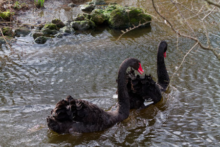 Two black swans gracefully swimming in a calm pond, surrounded by green mossy rocks and rippling water.の写真素材