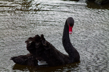 A graceful black swan gliding on the water, showcasing its elegant neck and distinctive red bill. The rippling water reflects its dark feathers, creating a serene scene.の写真素材