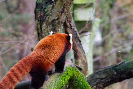 A red panda climbing on a moss-covered log in a forested area. The animal has a bushy tail with distinct stripes and a reddish-brown fur coat, showcasing its playful nature.の写真素材