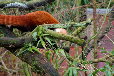 A red panda climbing on a tree branch, partially hidden among leaves and twigs. The vibrant orange fur contrasts with the green foliage, creating a natural scene.の写真素材