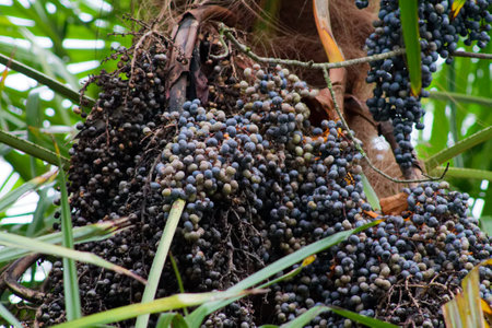 Clusters of dark purple berries hanging from a tree, surrounded by green leaves. The berries are small and round, creating a dense appearance against the tree trunk.の写真素材