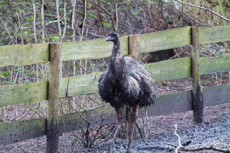 A wet emu standing in a muddy area next to a wooden fence, surrounded by trees and greenery.の写真素材