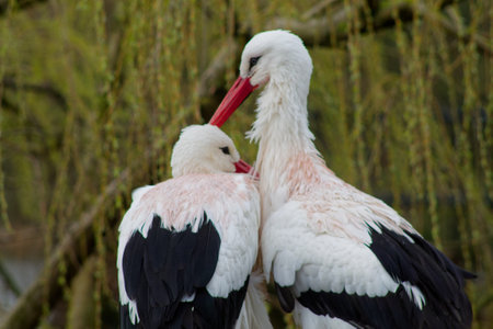Two storks standing close together, displaying their white and black plumage. The background features soft, blurred greenery, creating a serene atmosphere.の写真素材