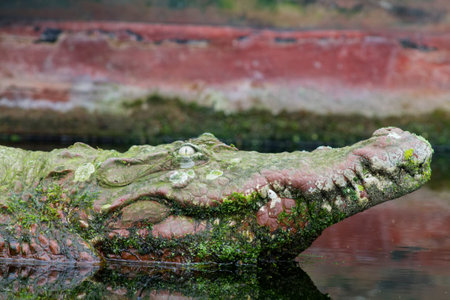 A close-up of a crocodile's head partially submerged in water, covered with moss and algae. The crocodile's eye is visible, and the texture of its skin is detailed.の写真素材
