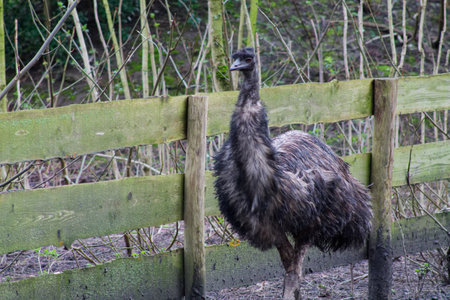 An emu standing beside a wooden fence in a natural setting. The bird has a shaggy appearance and is surrounded by sparse trees and underbrush.の写真素材