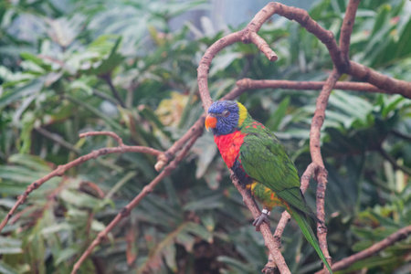 A colorful lorikeet perched on a branch surrounded by lush green foliage. The bird features vibrant blue, green, and red plumage, showcasing its striking colors in a natural setting.の写真素材