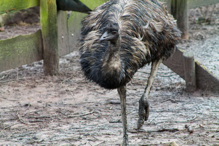 A close-up of an emu walking in a muddy area, showcasing its unique feathers and long legs. The background features a wooden fence and natural surroundings.の写真素材