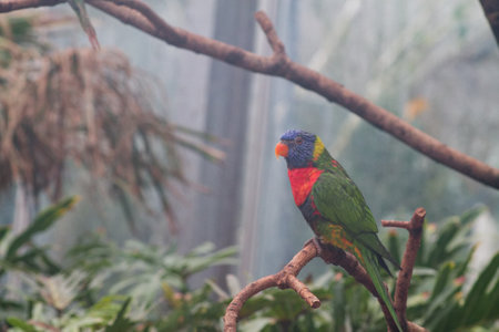 A colorful parrot perched on a branch in a lush, green environment. The bird features vibrant blue, green, and red plumage, surrounded by tropical foliage.の写真素材