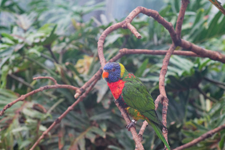 A colorful parrot perched on a branch amidst lush green foliage. The bird features vibrant blue, green, and red plumage, showcasing its striking colors in a natural setting.の写真素材
